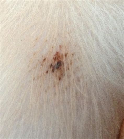 flea bites on dogs : Biological Science Picture Directory – Pulpbits.net