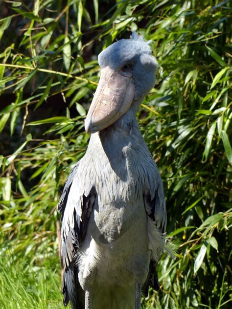 Bildet : dyr, Seabird, dyreliv, dyrehage, fjær, fauna, stork, fjærdrakt ...