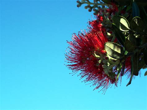 Free New Zealand Christmas Tree Stock Photo - FreeImages.com