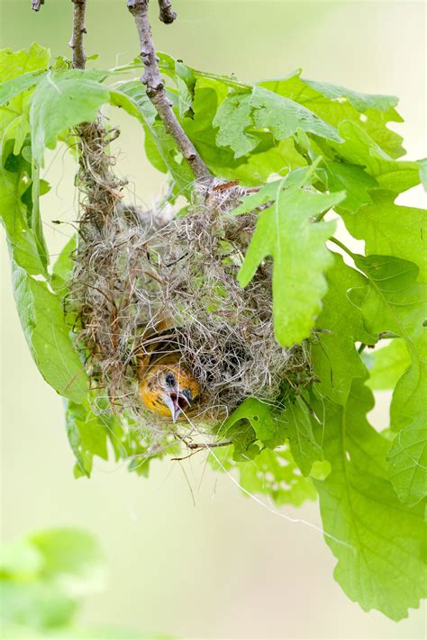 How Orioles Build Those Incredible Hanging Nests | Audubon