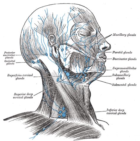 Superficial cervical lymph nodes - wikidoc