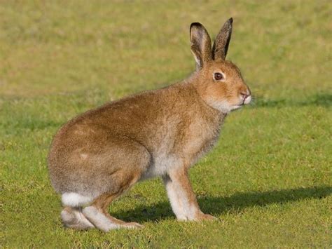 Irish hare | Animals, Species, Hare