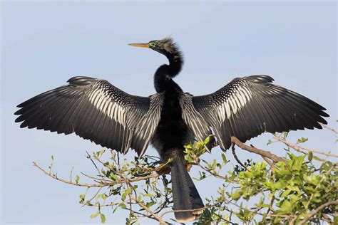 Anhinga - A-Z Animals