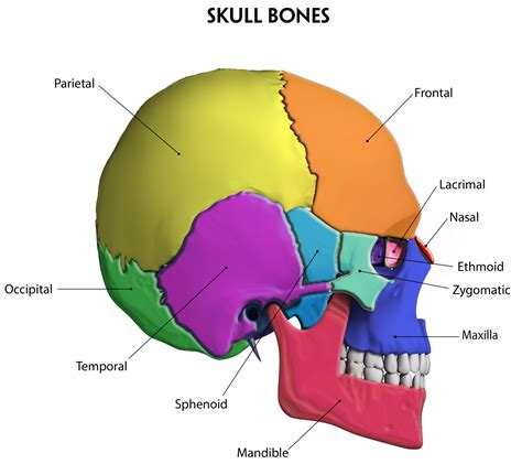 What Are the Joints Between the Cranial Bones Called