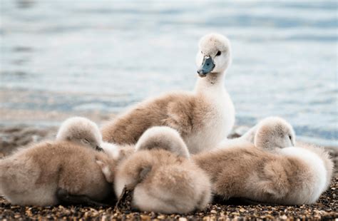 Graceful and Adorable - 6 Baby Swan Facts You Should Know - Animal Corner