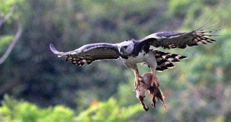 Harpy Eagle Wingspan