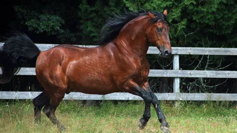 Cleveland Bay Horse Facts And Information - Breed Profile - AHF