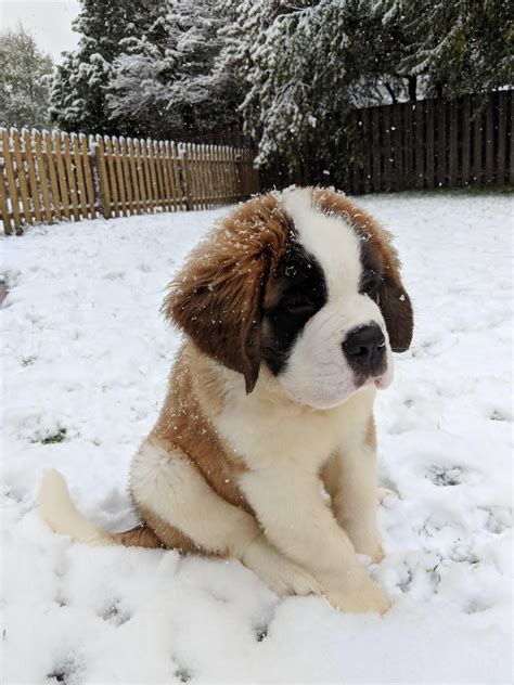 St. Bernard puppy enjoying the snow : r/aww