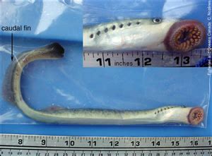 Sea Lamprey