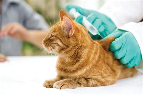 Insulin for Cats | Great Pet Care