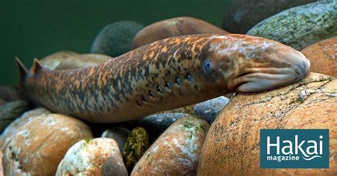 Sea Lamprey Love That New Baby Smell | Hakai Magazine