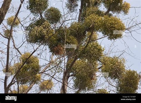 Viscum album growing on a tree Stock Photo - Alamy