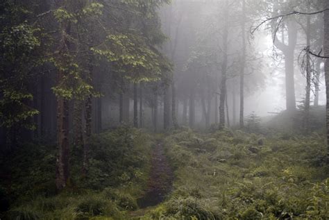 a path in the middle of a forest on a foggy day