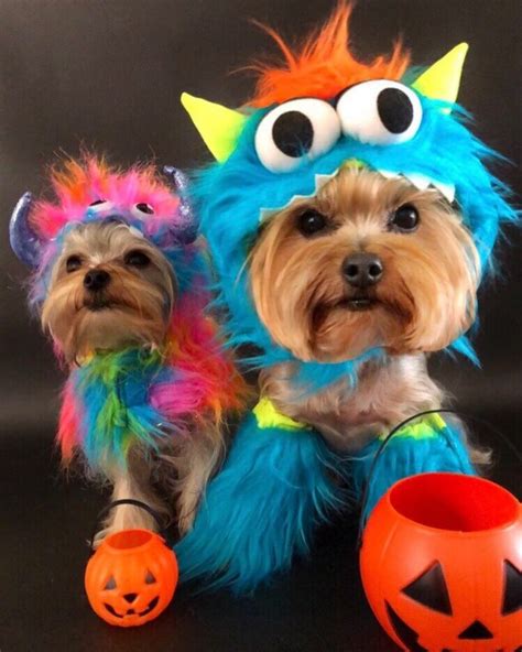 15 Best Halloween Costumes For Your Yorkie 2020 - Page 3 of 5 - The Dogman