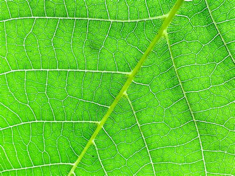 Macro, Sheet, Leaf, Veins HD wallpaper | Pxfuel