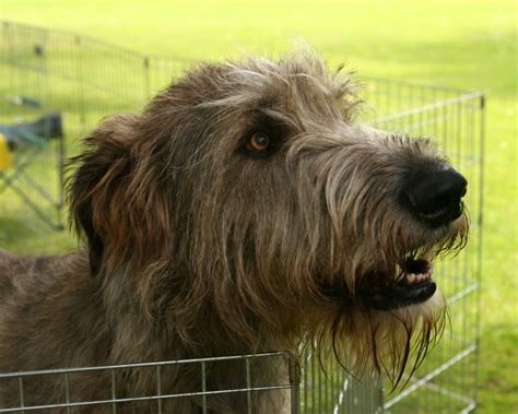 Irish Wolfhound - Dogs Wallpaper (13248564) - Fanpop