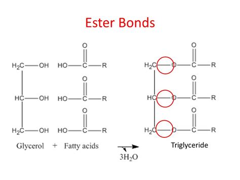 ester bond - Google Search in 2020 | Glycerol, Ester, Biochemistry