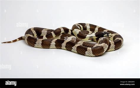 Black kingsnake hi-res stock photography and images - Alamy