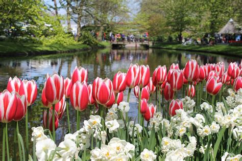 Pearls of Style: Suitcase. Keukenhof Spring Tulip Gardens, Netherlands