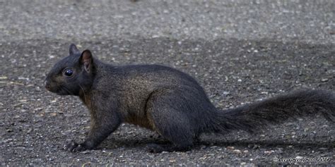 Are Black Squirrels Common in the Bay Area? - Bay Nature