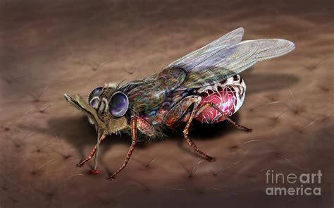 Tsetse Fly Photograph by Keith Chambers/science Photo Library - Fine ...