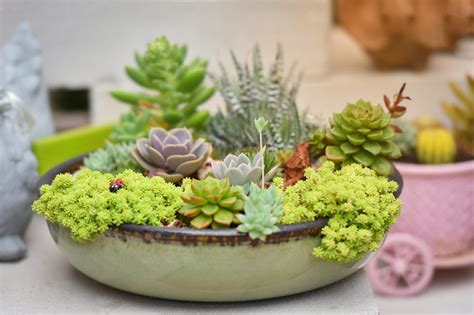 Plantas suculentas: cuidados para que crezcan divinas