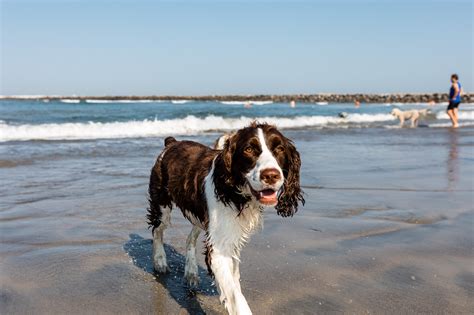 The 6 Best Off-Leash Dog Beaches in Southern California - Travel Pockets