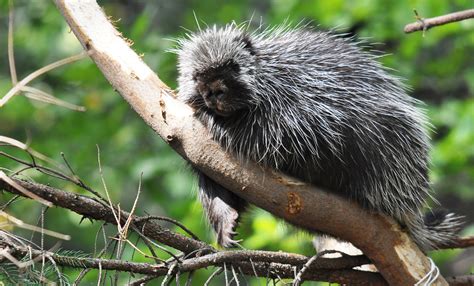 North American porcupine | Smithsonian's National Zoo