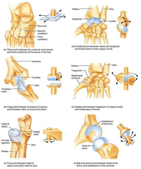 230 movable joints in the human body Synovial Joint, Chiropractic ...