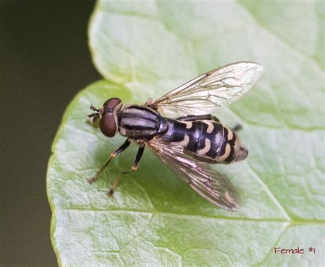 Maryland Biodiversity - View Thumbnails - Family: Syrphidae