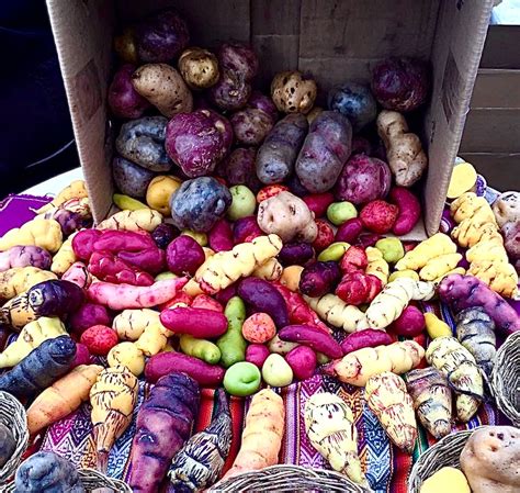 VARIETY OF PERUVIAN POTATOES | Foundation