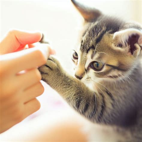 Kitten Behavior Guide: Everything You Need to Know