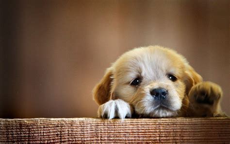 Puppy HD Wallpapers - Wallpaper Cave