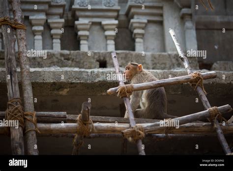 Monkey in the indian temple Stock Photo - Alamy