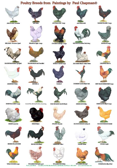 A4 Posters. Breeds of Poultry, 2 Different Posters - Etsy | Tavuk ...