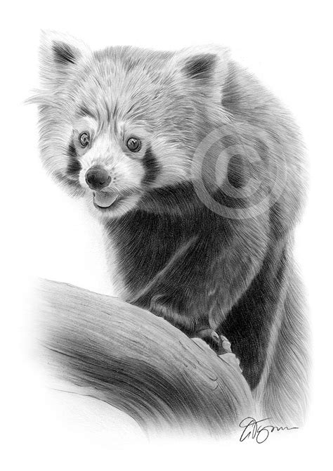 Pencil drawing of a red panda by UK artist Gary Tymon