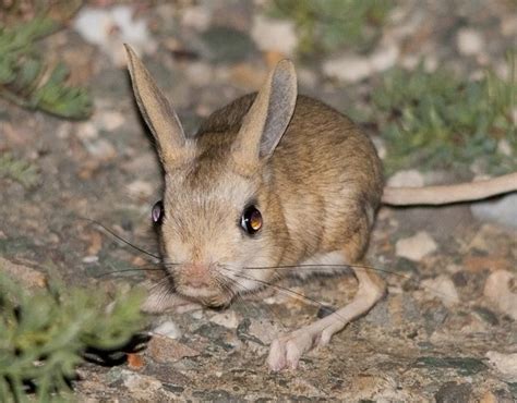 10 Incredibly Adaptive Sahara Desert Animals