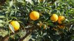 How to Plant, Grow, and Care for Yuzu