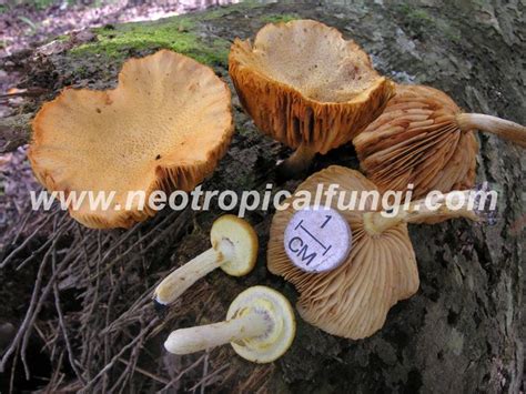 Gymnopilus spp. – Neotropical Fungi