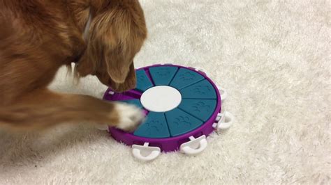 Reasons to Choose Best Dog Toys Puzzles to Keep Your Dog Entertained ...