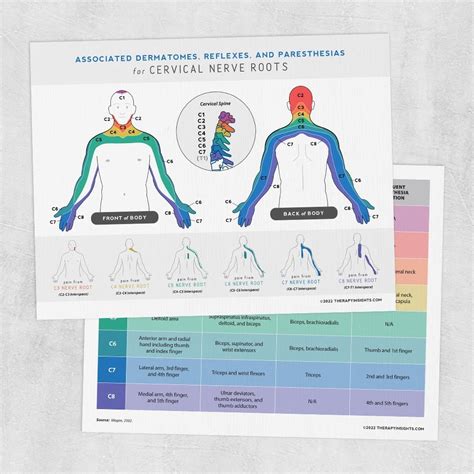 Dermatomes And Refelxes Cervical - Dermatomes Chart and Map