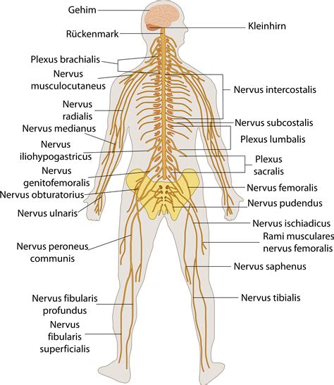 Download File Te Nervous System - Human Nervous System Diagram Labeled ...