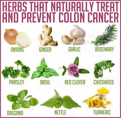 rainbowdiary: Herbs That Naturally Treat And Prevent Colon Cancer