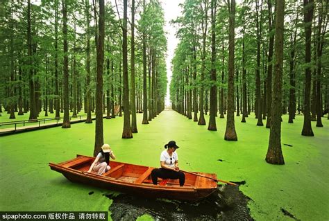 Ecological tourism revitalizes Jiangsu's wetland park | govt.chinadaily ...