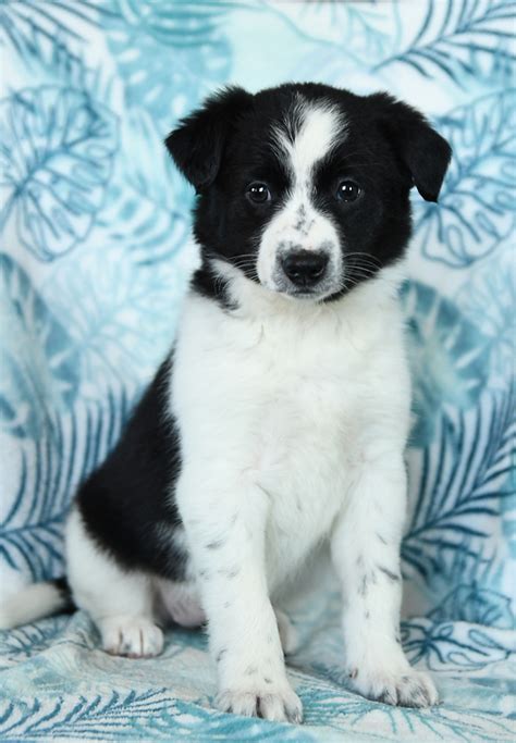 Border Collie Puppies for Sale | Lancaster Puppies