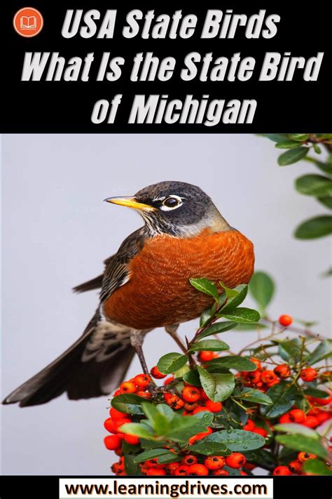 What Is The State Bird of Michigan? — State Birds | by Learning Drives ...