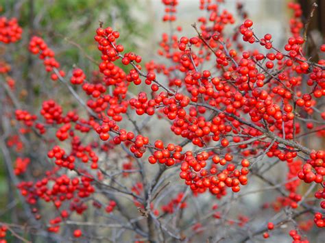 Ilex serrata 'Sparkle Berry' – Nurseries Caroliniana