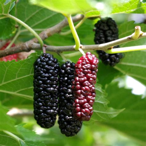 Mulberry (Contorted Mulberry) | Restoring Eden