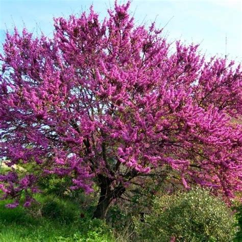 Judas Tree – Kahikatea Farm Certified Organic Nursery and Permaculture Farm