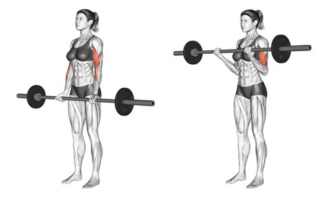 Barbell Curls: Benefits, Muscles Worked, and More - Inspire US